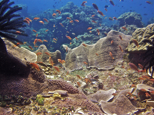Save the Philippine Seas!
