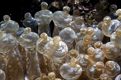soft-corals