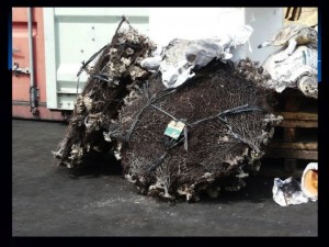 black-corals