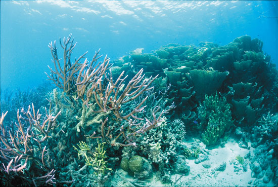 project7000-corals