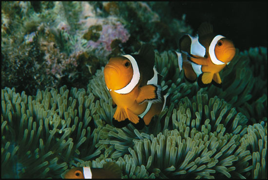 project7000-nemo
