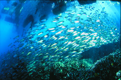 project7000-school-of-fish1